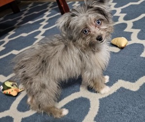Miniature Australian Shepherd-Yorkshire Terrier Mix Puppy for sale in DESTIN, FL, USA