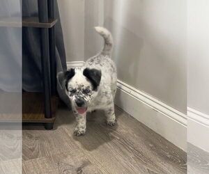 Mutt Dogs for adoption in Garden City, NY, USA