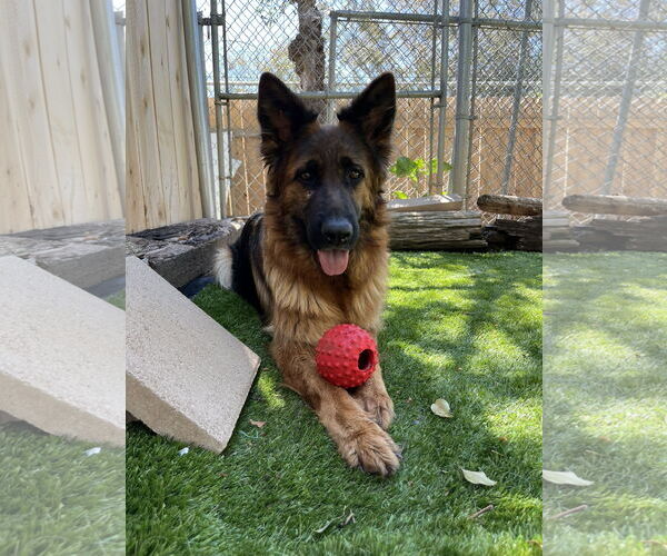 Medium Photo #2 German Shepherd Dog Puppy For Sale in San Diego, CA, USA