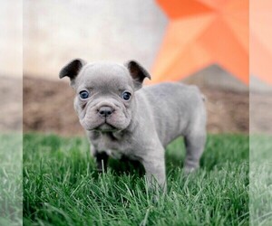 French Bulldog Puppy for sale in LANCASTER, PA, USA