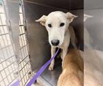 Small German Shepherd Dog Mix