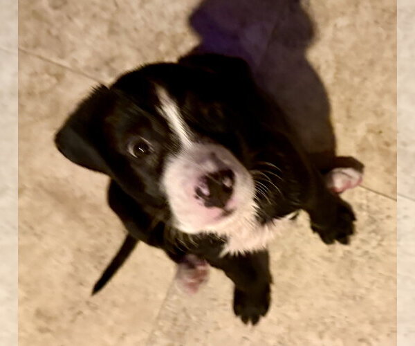 Medium Photo #3 Labrador Retriever Puppy For Sale in Boca Raton, FL, USA