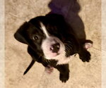 Small #2 Labrador Retriever