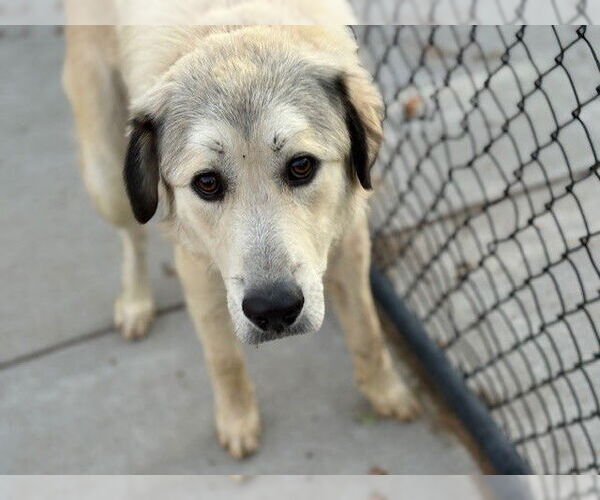 Medium Photo #1 Great Pyrenees Puppy For Sale in Tulsa, OK, USA