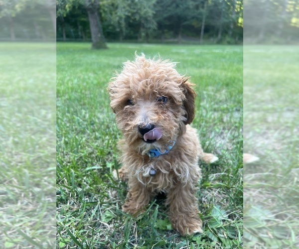Medium Photo #13 Poodle (Miniature) Puppy For Sale in DURHAM, CT, USA