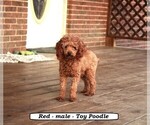 Small Photo #1 Cockapoo (Miniature) Puppy For Sale in CLARKRANGE, TN, USA