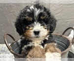 Puppy Ralph Bernedoodle