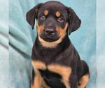 Small Photo #5 Mutt Puppy For Sale in San Diego, CA, USA