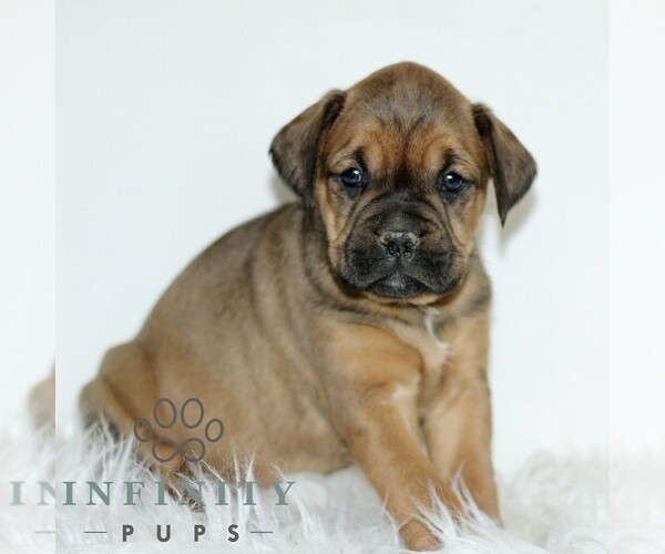 Medium Photo #1 Boxador Puppy For Sale in NEW HOLLAND, PA, USA