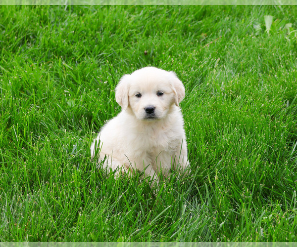 Medium Photo #6 English Cream Golden Retriever Puppy For Sale in SYRACUSE, IN, USA