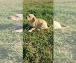 Small Photo #20 Labrador Retriever Puppy For Sale in TWIN FALLS, ID, USA