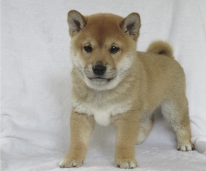Shiba Inu Puppy for Sale in BLUFORD, Illinois USA