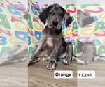 Puppy Orange Great Dane
