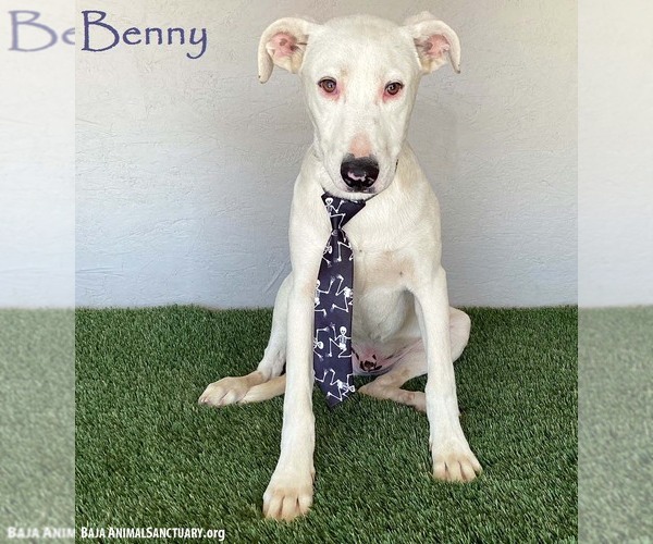 Medium Photo #1 Mutt Puppy For Sale in San Diego, CA, USA