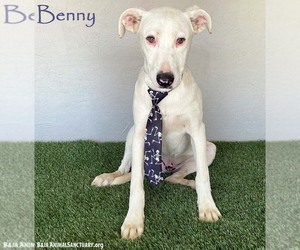 Mutt Dogs for adoption in San Diego, CA, USA