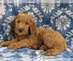 Small Photo #4 Goldendoodle Puppy For Sale in CHRISTIANA, PA, USA