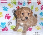 Small Photo #11 Cavapoo-Poodle (Miniature) Mix Puppy For Sale in ORO VALLEY, AZ, USA