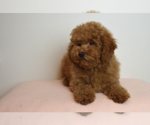Poodle (Miniature) Puppy for sale in Pecs, Baranya, Hungary