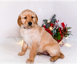 Small Photo #7 Golden Retriever Puppy For Sale in WAKARUSA, IN, USA