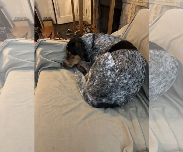 Medium Photo #6 Mutt Puppy For Sale in Forest, VA, USA