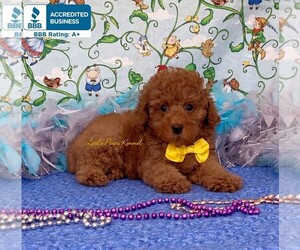 Poodle (Toy) Puppy for sale in WINNSBORO, LA, USA