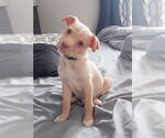 Small #1 Chihuahua Mix