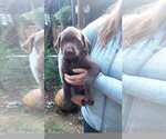 Puppy Bluie Labrador Retriever