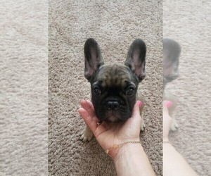 Medium French Bulldog