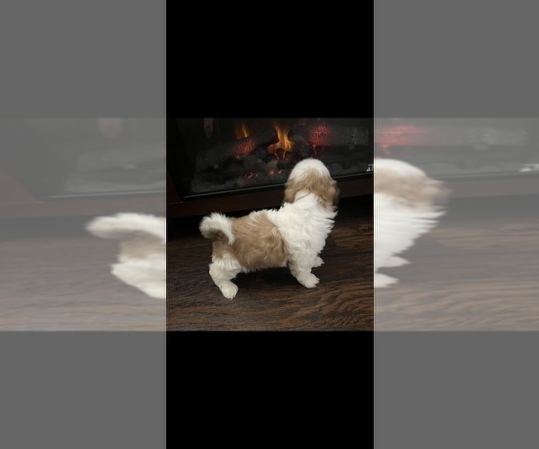 Medium Photo #14 Shih Tzu Puppy For Sale in DOWNEY, CA, USA
