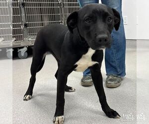 Retriever -Unknown Mix Dogs for adoption in Washington, DC, USA