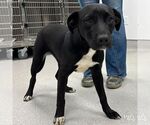 Small Retriever  Mix