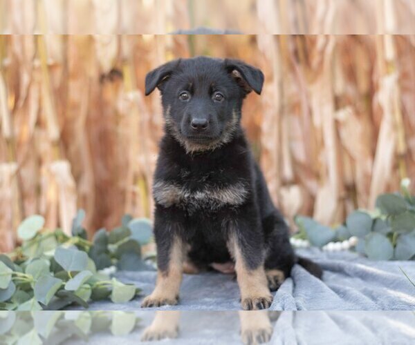 Medium Photo #2 German Shepherd Dog Puppy For Sale in FREDERICKSBURG, OH, USA