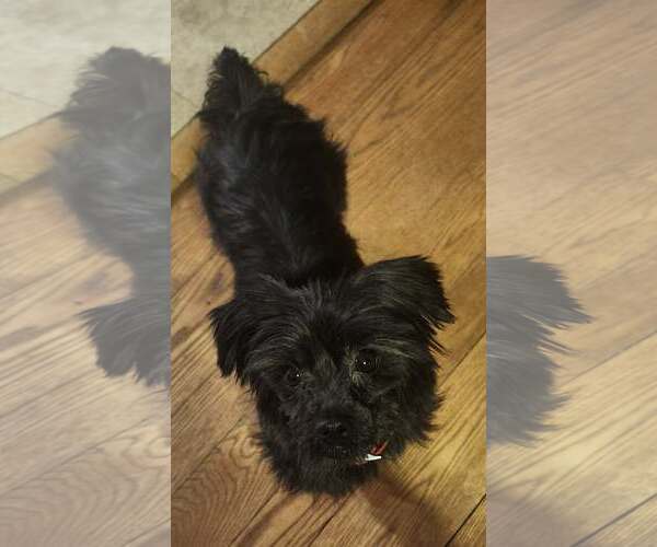 Medium Photo #4 Mutt Puppy For Sale in Lewistown, PA, USA