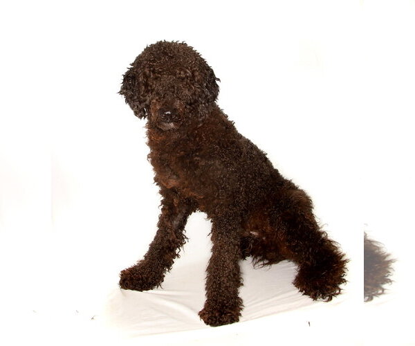 Medium Photo #2 Poodle (Standard) Puppy For Sale in Oakland Park, FL, USA