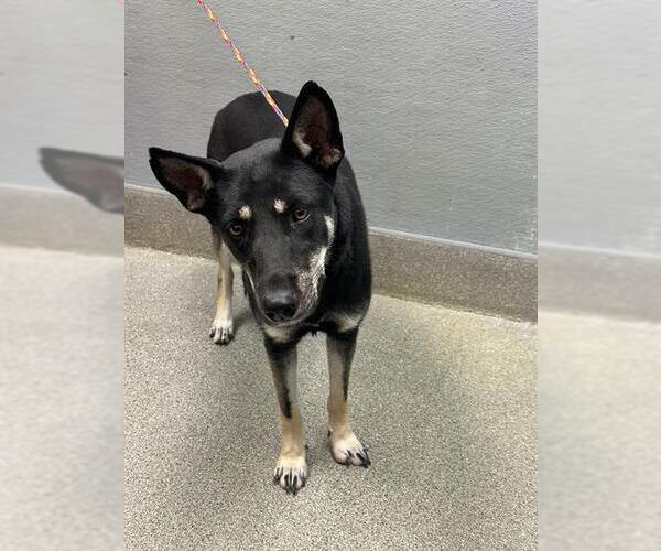 Medium Photo #1 German Shepherd Dog-Unknown Mix Puppy For Sale in Las Vegas, NV, USA