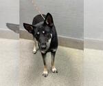 Small German Shepherd Dog Mix