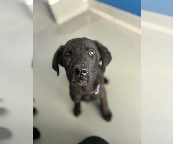Medium Photo #1 Labrador Retriever-Unknown Mix Puppy For Sale in Visalia, CA, USA