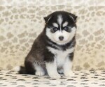 Small #3 Pomsky