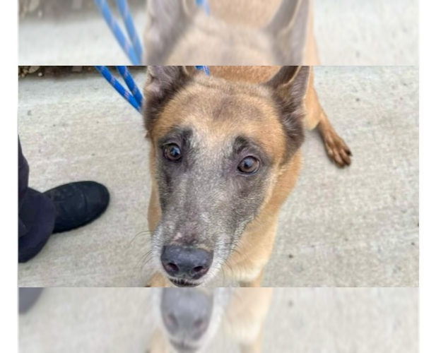 Medium Photo #3 Mutt Puppy For Sale in Imlay City, MI, USA