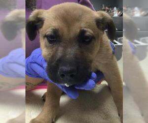 German Shepherd Dog-Unknown Mix Dogs for adoption in Riverside, CA, USA