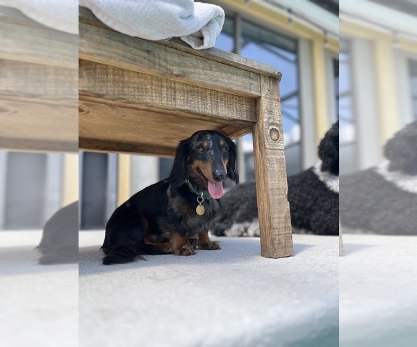 Medium Photo #1 Dachshund Puppy For Sale in GOTHA, FL, USA