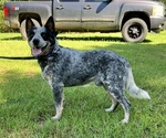 Small Photo #1 Australian Cattle Dog Puppy For Sale in CENTRAL, SC, USA