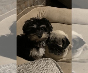 Havanese Puppy for sale in TEMPLE, TX, USA