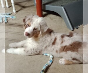 Australian Shepherd Puppy for sale in NORTH JACKSON, OH, USA