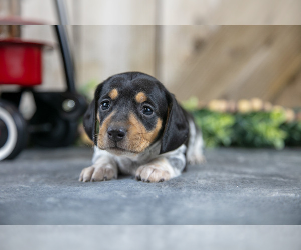 Medium Photo #3 Dachshund Puppy For Sale in GREENWICH, OH, USA