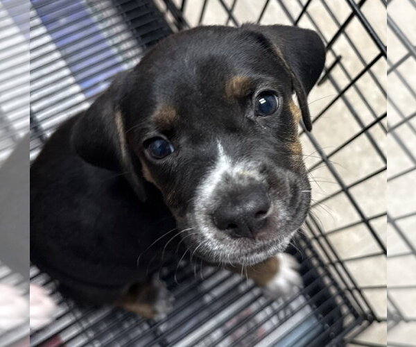 Medium Photo #3 Mutt Puppy For Sale in Gilberts, IL, USA