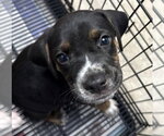 Small #2 Mutt