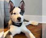 Small Siberian Husky