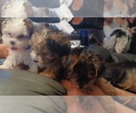 Small Photo #13 Yorkshire Terrier Puppy For Sale in VERO BEACH, FL, USA