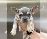 Small #1 French Bulldog